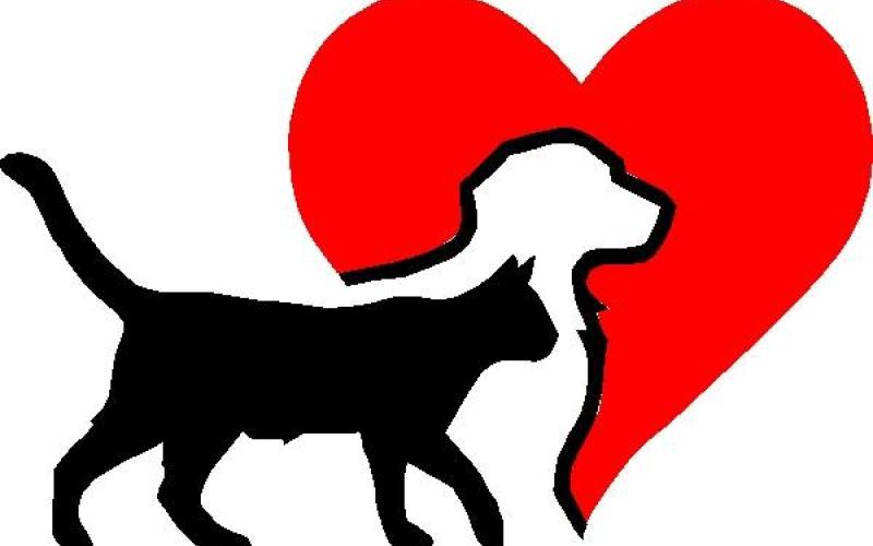 The Toccoa-Stephens County Humane Shelter had a number of positive outcomes in 2019.