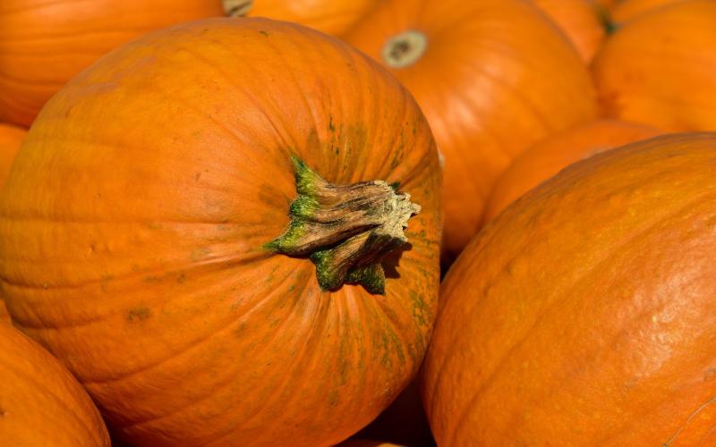 Called Pumpkin Daze, there will be activities for the entire family.