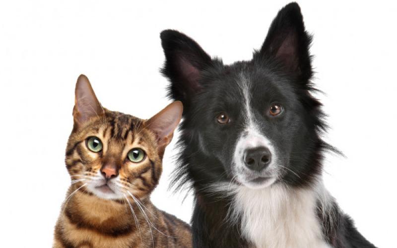 Toccoa and Stephens County aim to work together to increase professionalism in animal control.