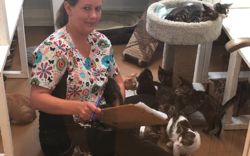 Toccoa-Stephens County Humane Shelter staff member Sonya Loudermilk seems to be covered up in cats. In reality, these felines are just a few of the cats now residing at the humane shelter. Shelter director Jeff Roberts said this week there are more than 200 animals currently housed at the shelter – a building and program designed to care for only 150 animals.