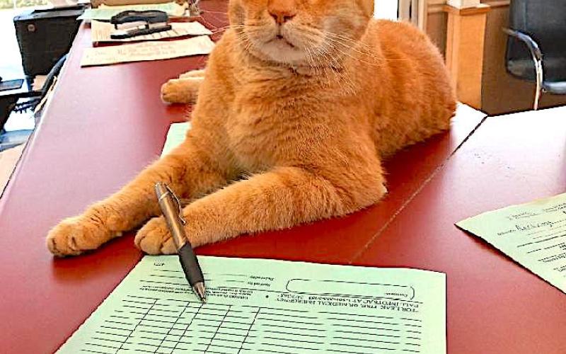 In addition to guarding the shop, Ben also kept an eye on the paperwork.