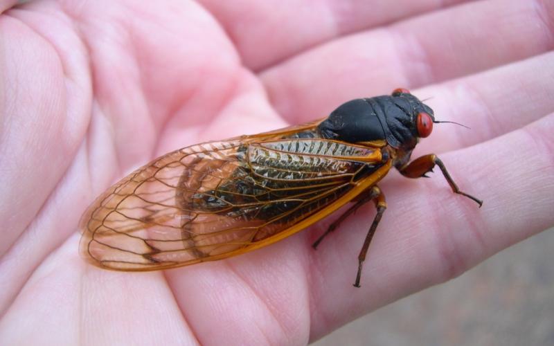 Periodic cicada.