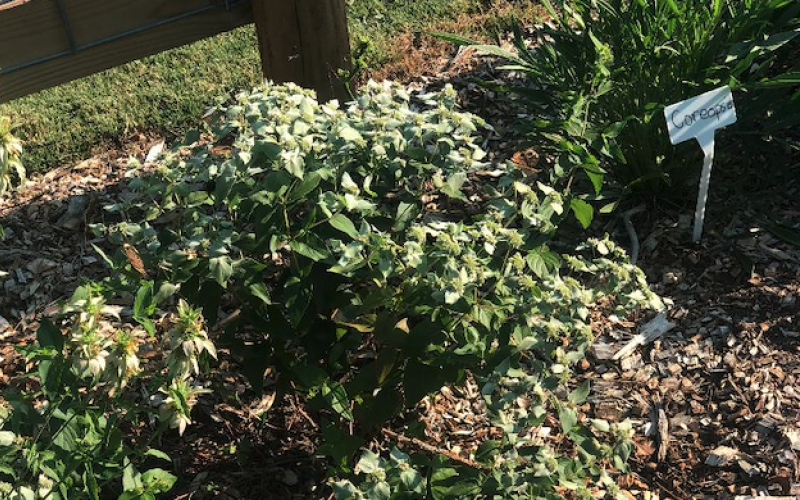 Butterflies, such as the one in the upper center right, and other pollinator were attracted to this mountain mint at The Learning Tree Academy.