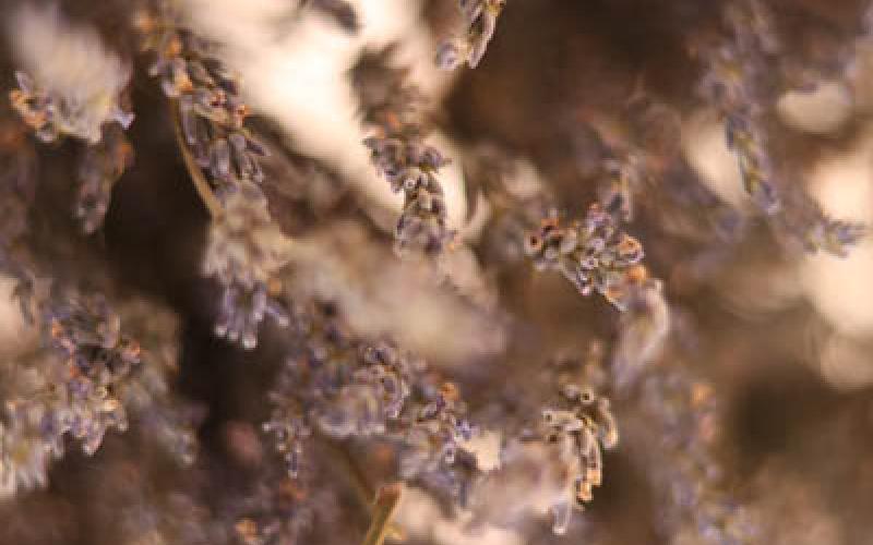 Living in the Lavender at Red Oaks Lavender Farm