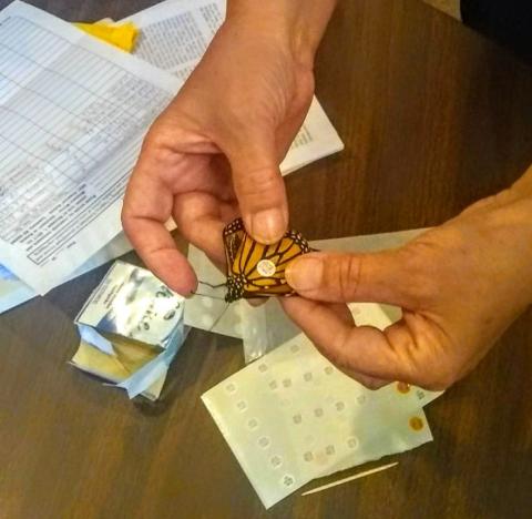 Live Monarch butterflies were used during the workshop to show how they should be properly tagged and to test them for parasites.