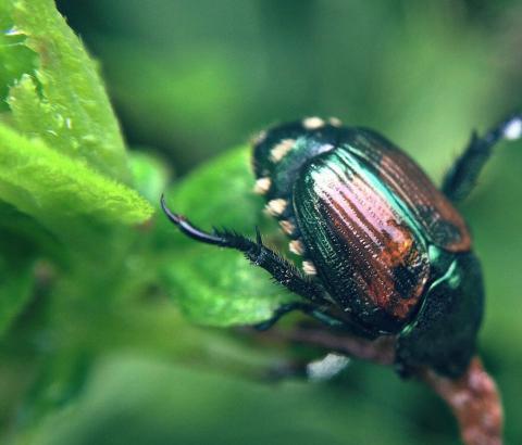 Japanese beetles now are present in some 48 states.