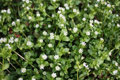 Pre-emergent herbicides applied in the fall of the year are effective the following spring and summer against weeds such as chickweed (pictured).