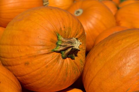 Called Pumpkin Daze, there will be activities for the entire family.