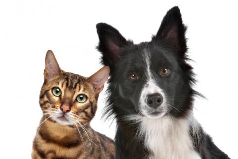 Toccoa and Stephens County aim to work together to increase professionalism in animal control.