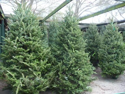 Live trees can make the Christmas season special, extension agent Thad Glenn says. But, they need some special care, also.