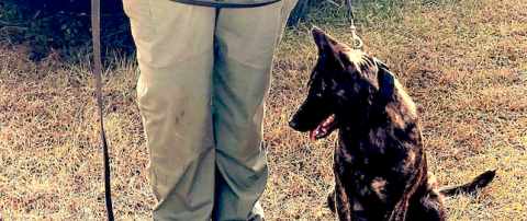 Stephens County’s newest K-9 unit officers are deputy Daniel Dixon and his partner, Reba.