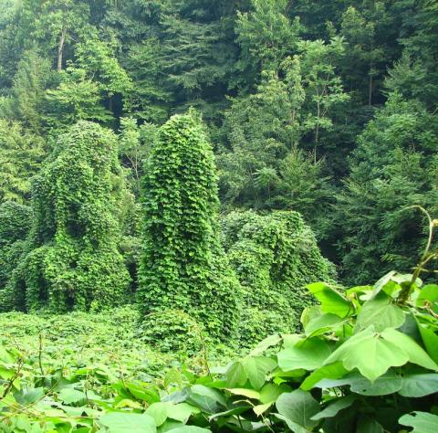 Kudzu has been designated as a noxious weed by the federal government.