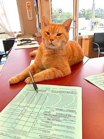 In addition to guarding the shop, Ben also kept an eye on the paperwork.
