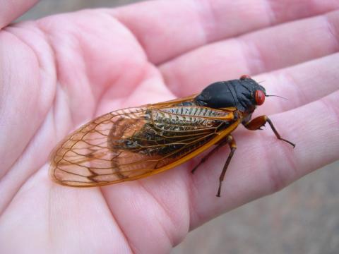 Periodic cicada.