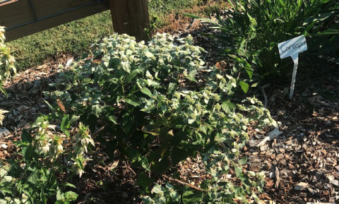 Butterflies, such as the one in the upper center right, and other pollinator were attracted to this mountain mint at The Learning Tree Academy.