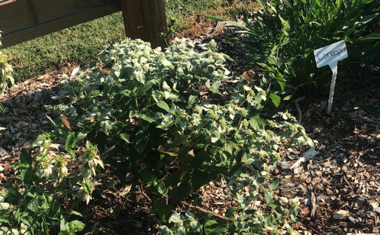 Butterflies, such as the one in the upper center right, and other pollinator were attracted to this mountain mint at The Learning Tree Academy.