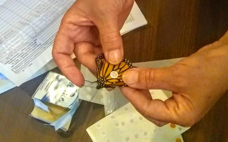 Live Monarch butterflies were used during the workshop to show how they should be properly tagged and to test them for parasites.