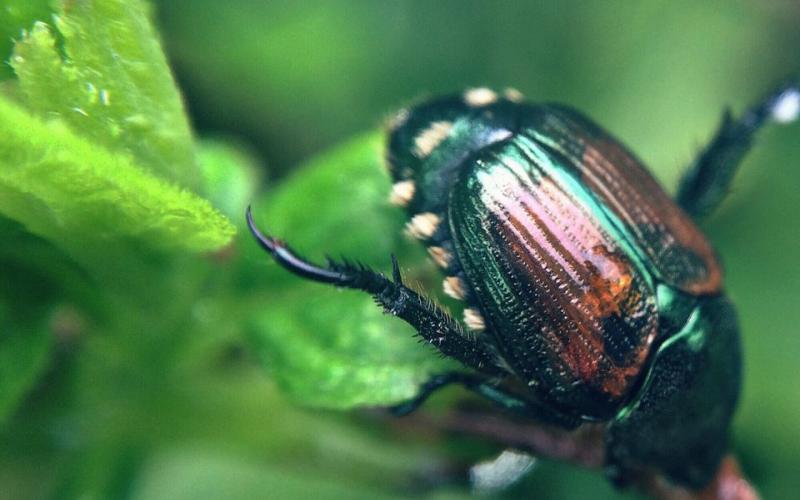 Japanese beetles now are present in some 48 states.
