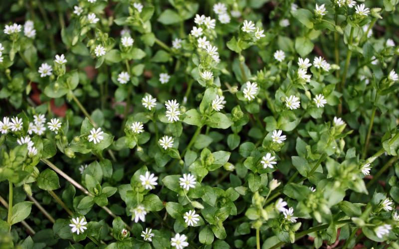 Pre-emergent herbicides applied in the fall of the year are effective the following spring and summer against weeds such as chickweed (pictured).