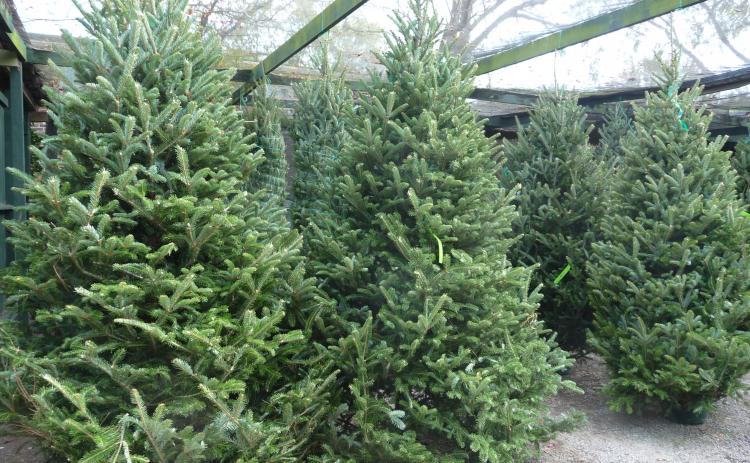 Live trees can make the Christmas season special, extension agent Thad Glenn says. But, they need some special care, also.