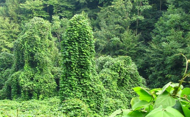 Kudzu has been designated as a noxious weed by the federal government.